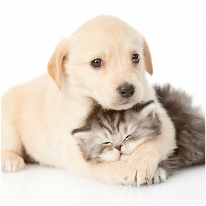 Friends