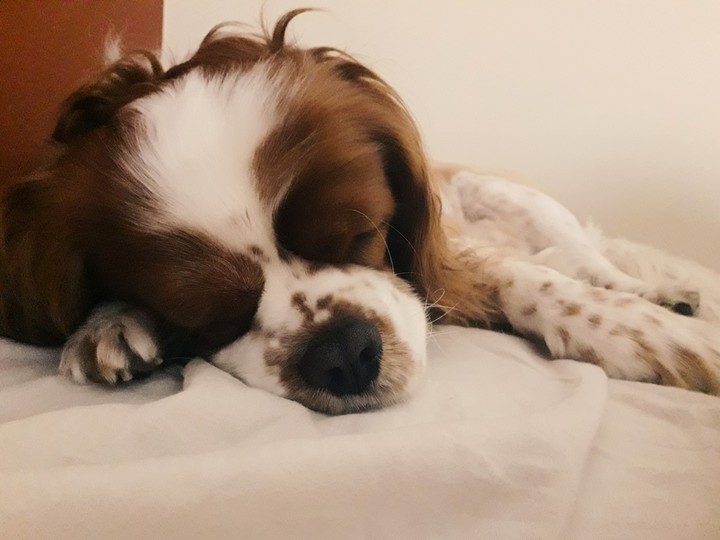 cavalier :)