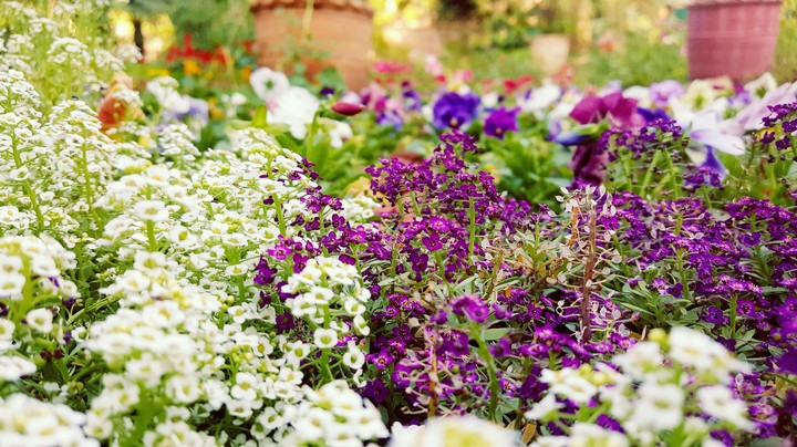 flowers