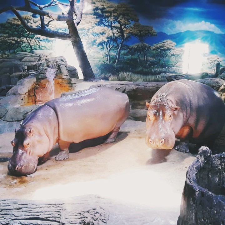 Hippos