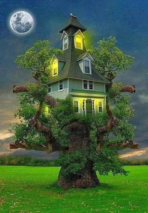Tree house