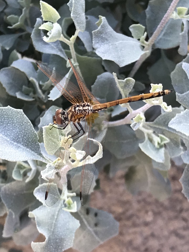 insect
