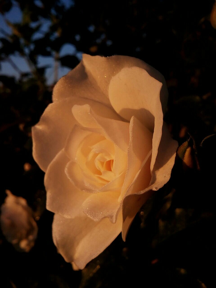 morning shine in Rose..