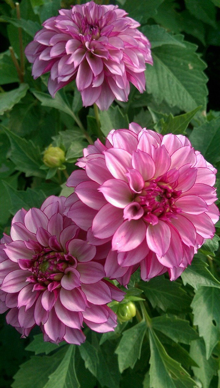 Beautiful Flowers