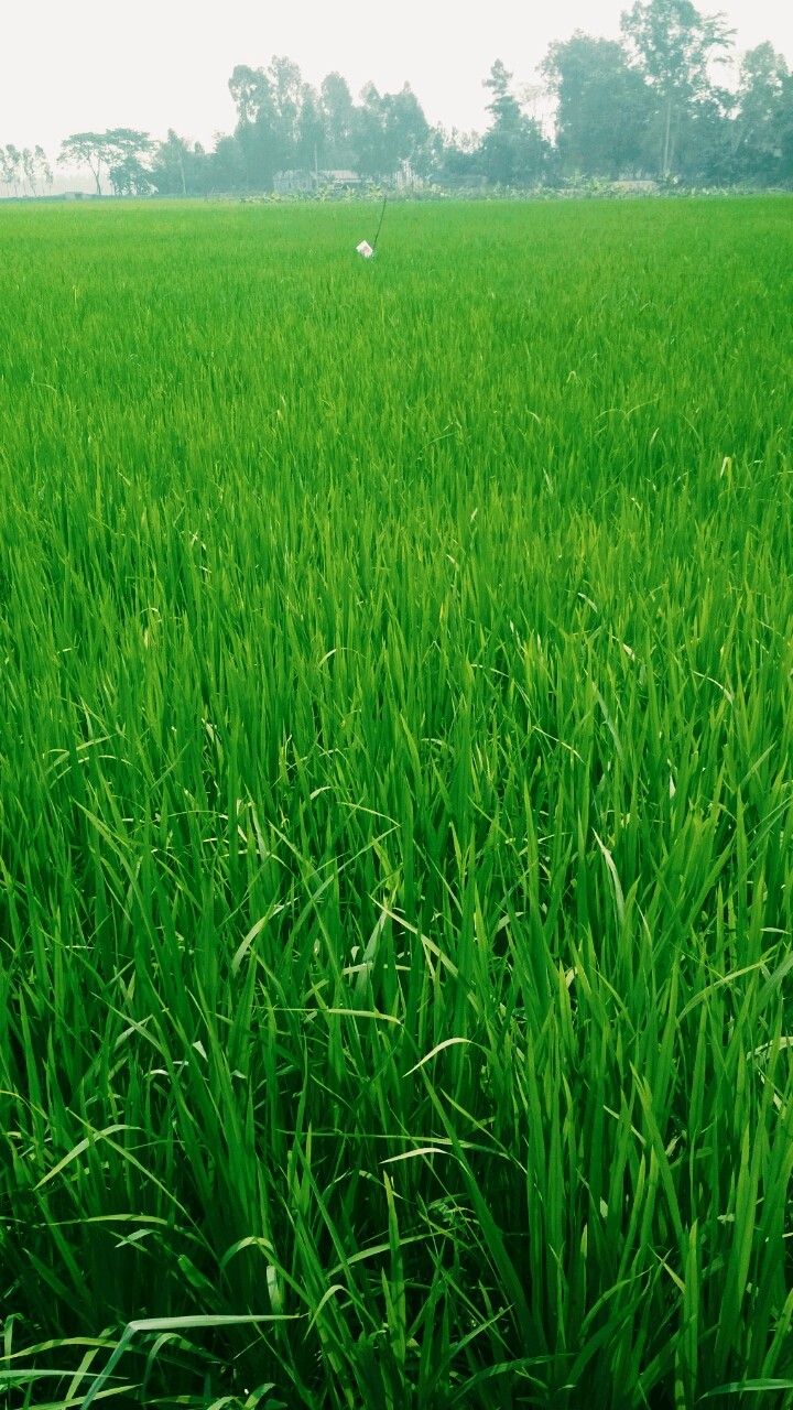 paddy fields