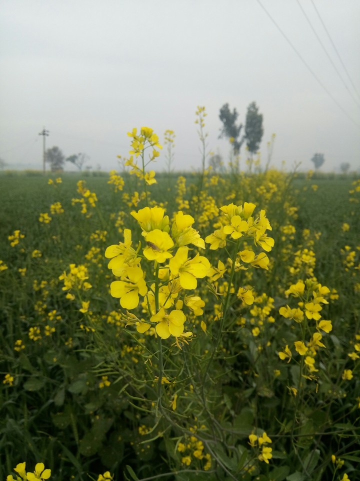 flower
