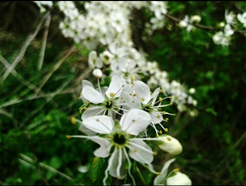 spring