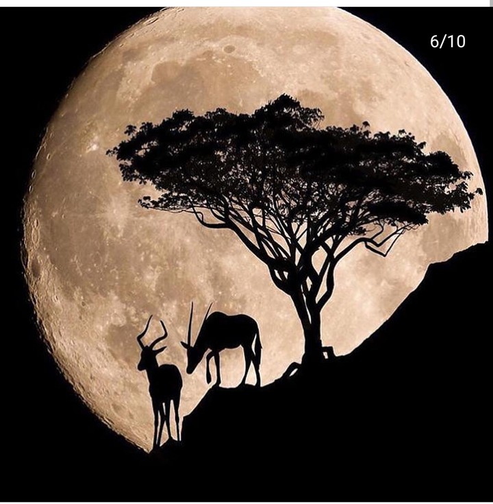 deer