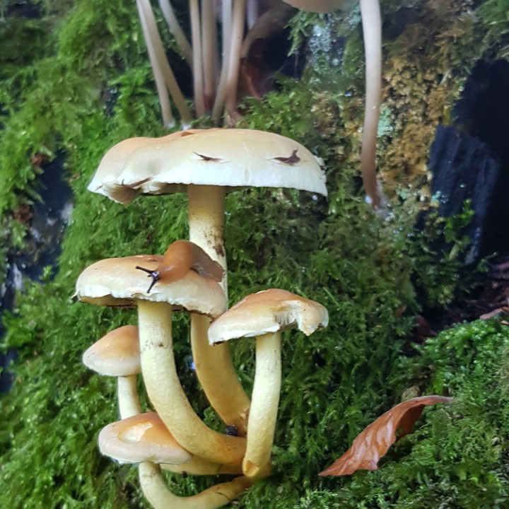 natur