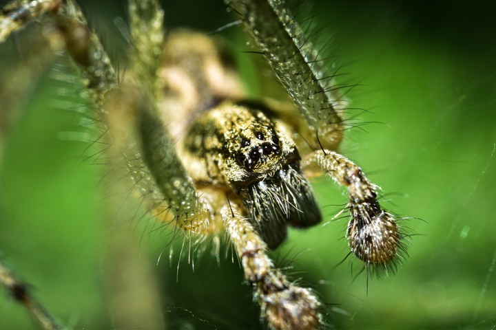 macro