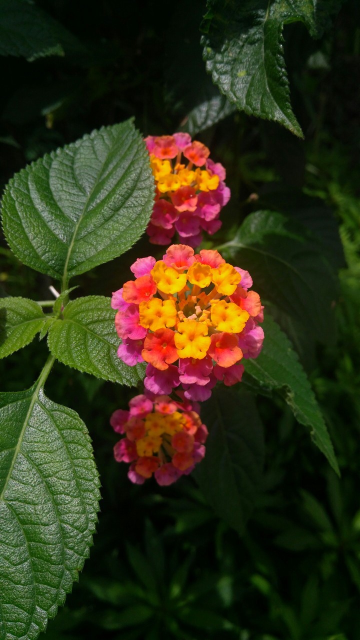 Multicolour flower