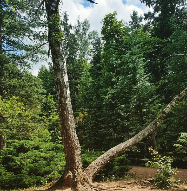 Stepanavan

Dendropark