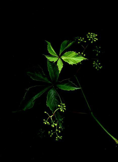 plants