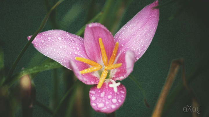 The Pink Colour