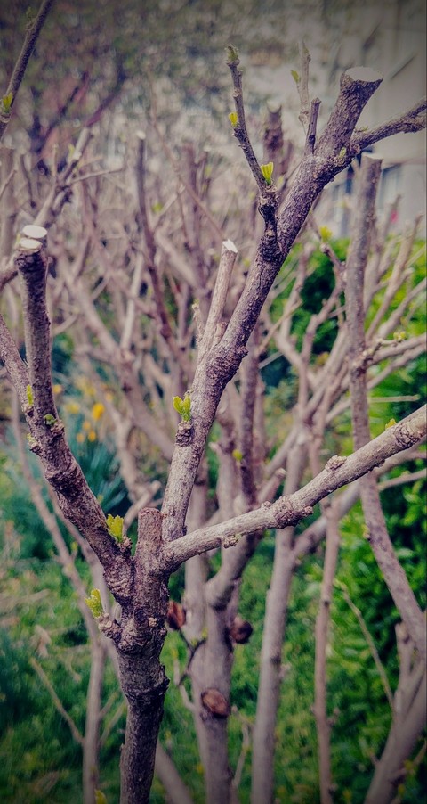 Plant a astonishing nature.