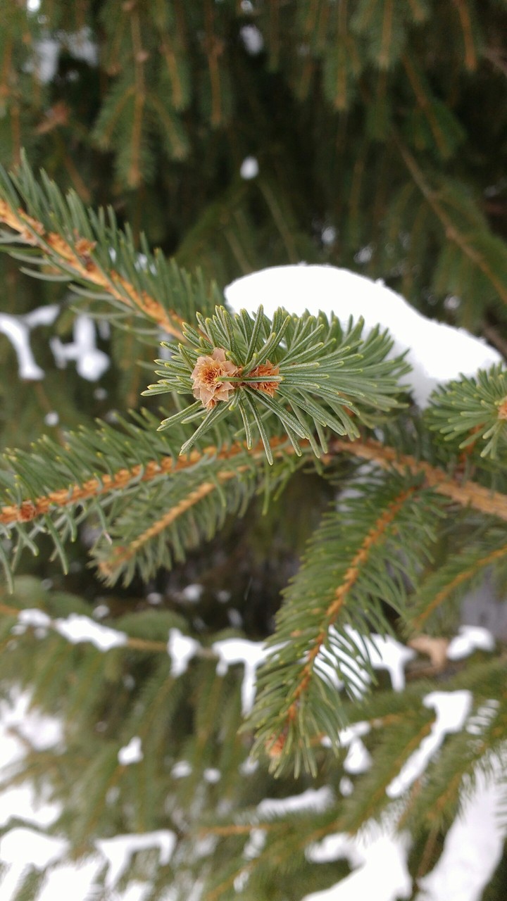 Winter Spruce