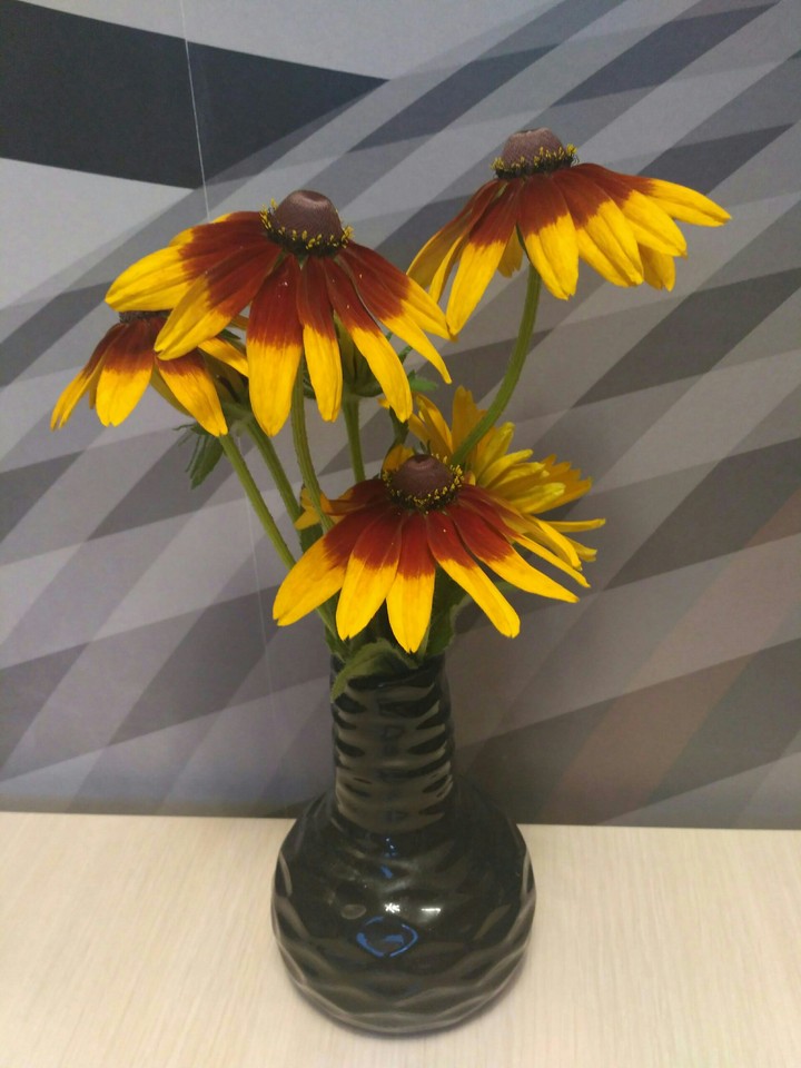 maybe sunflower