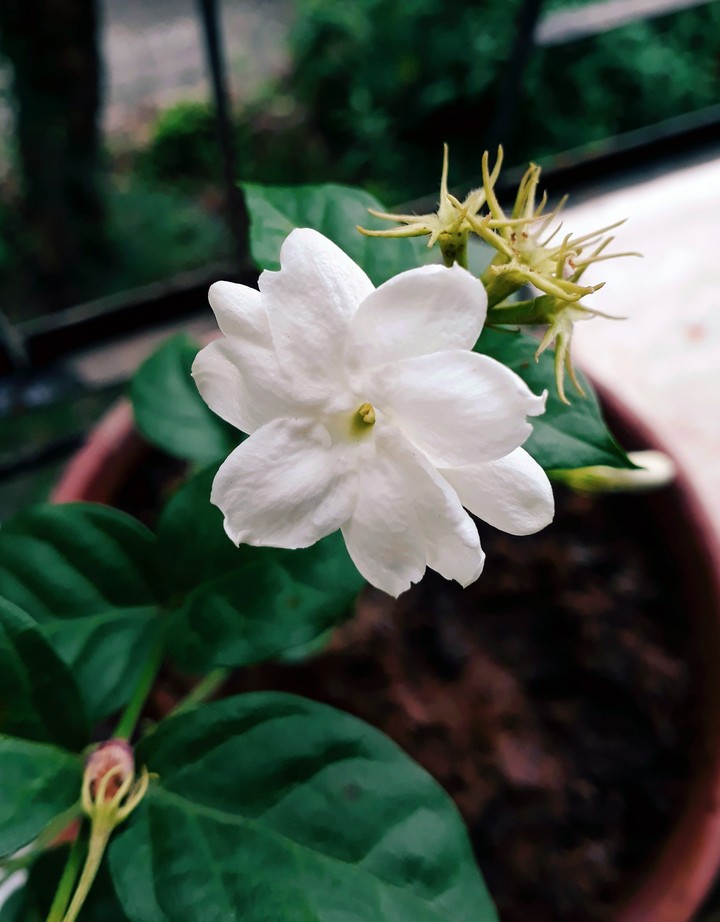 White Flower