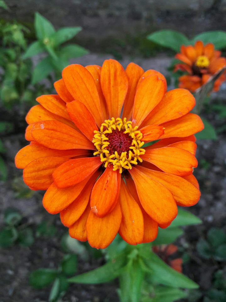 Flower (Zennia)