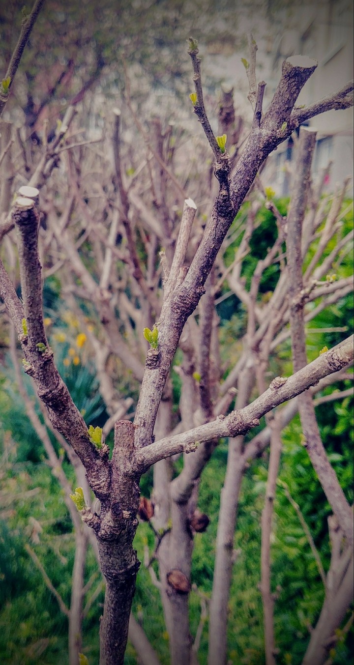 Plant a astonishing nature.