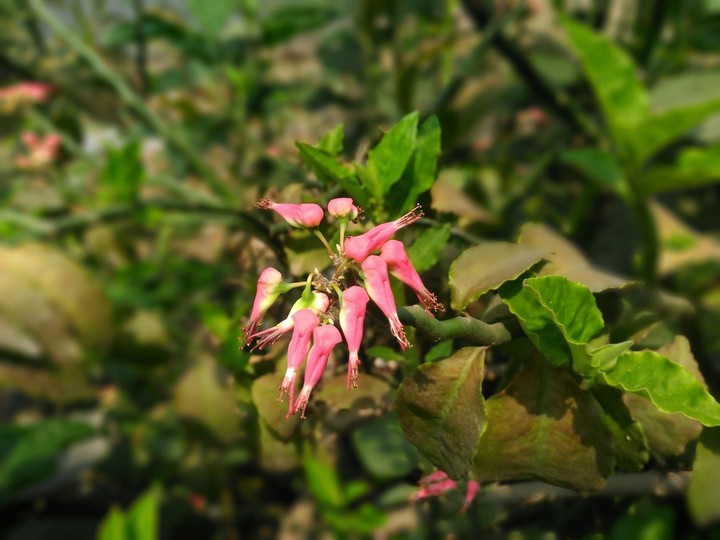 Wild flowers