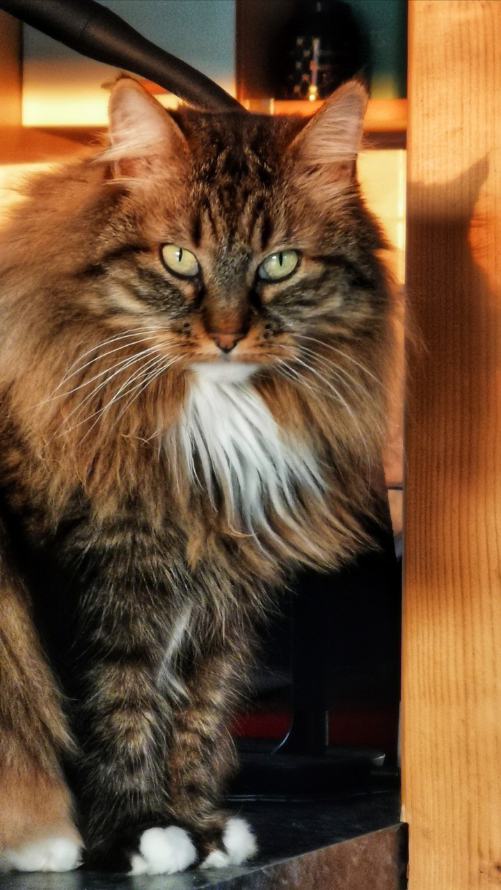 Sîtâ my cat