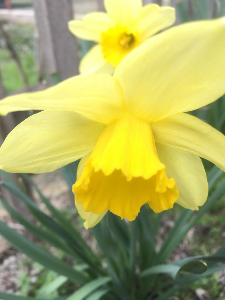 Narcissus