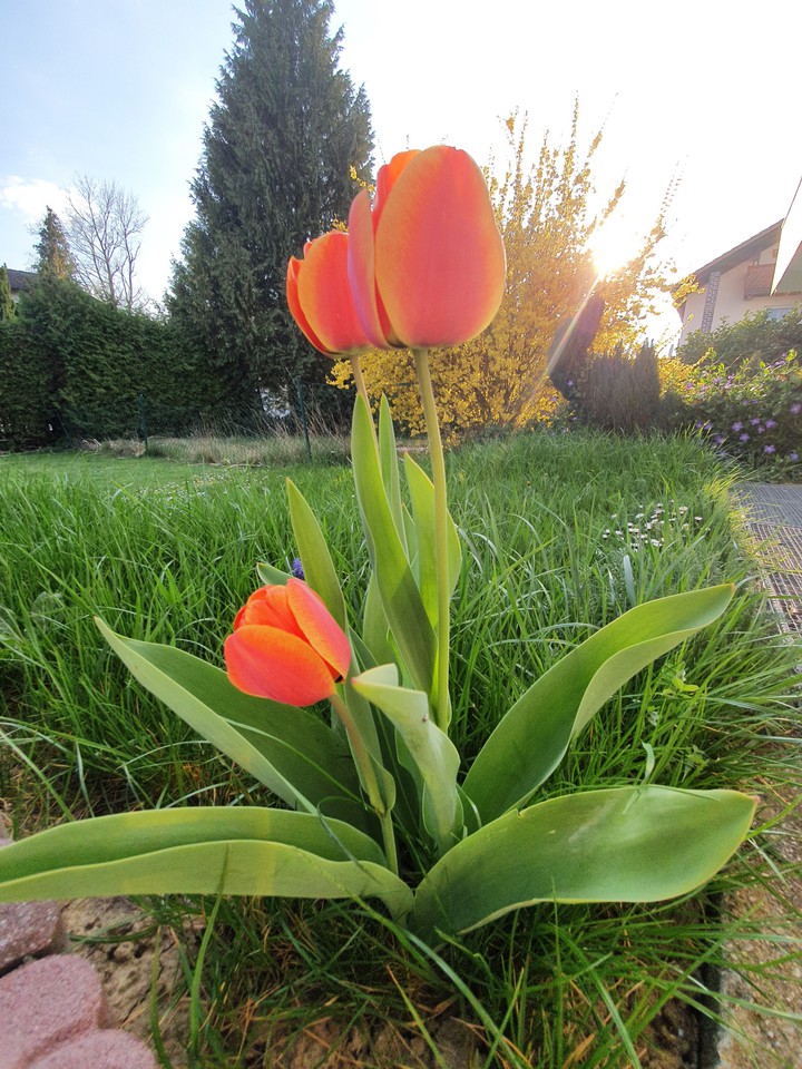 flowe