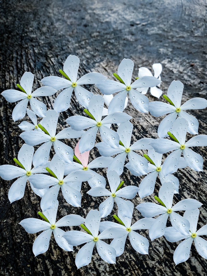 Flowers