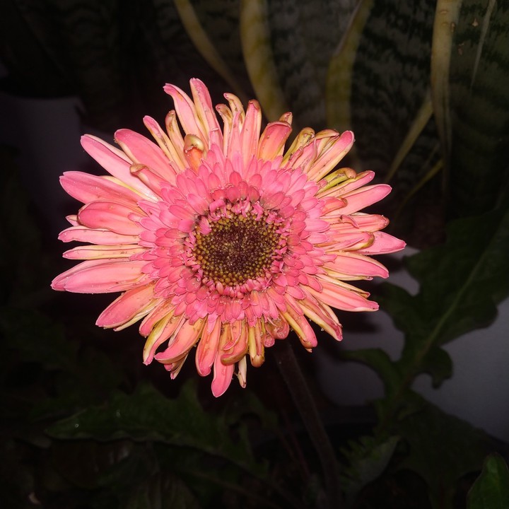 Gerbera daisy