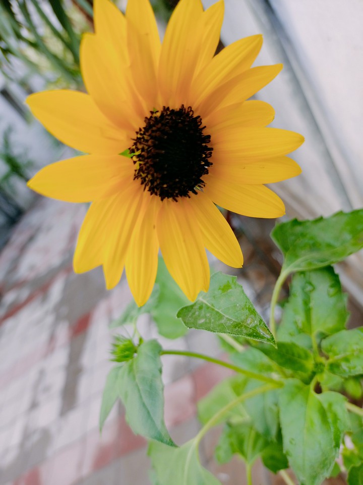 flower