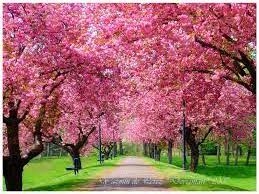 cherry blossom 