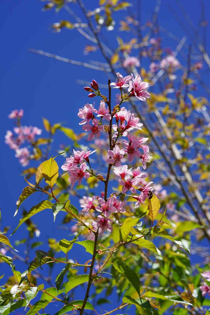A kind of peach tree