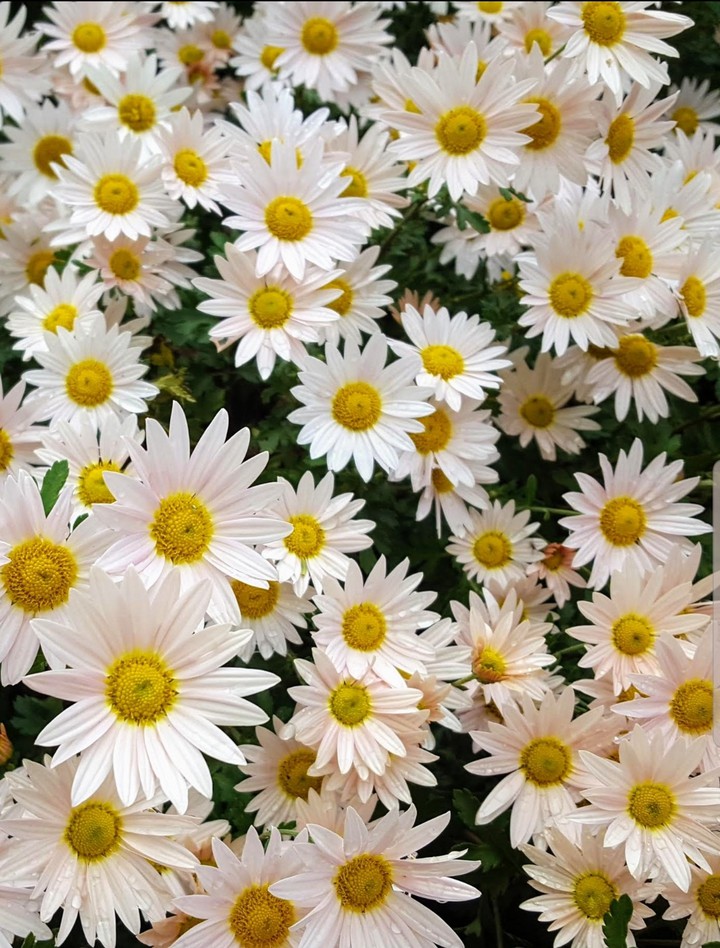 Marvelous Mums