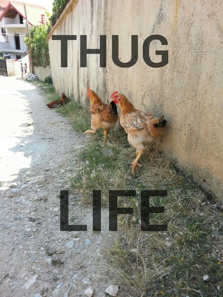 gangsters