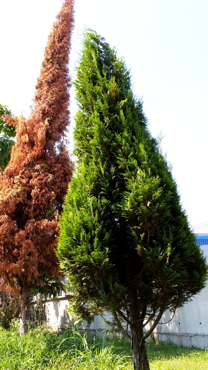 tree