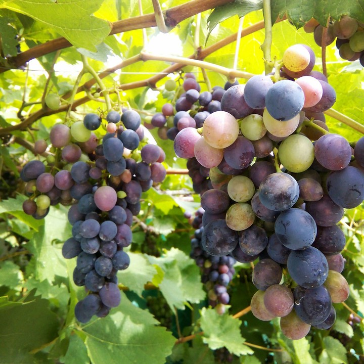 Juicy grapes
