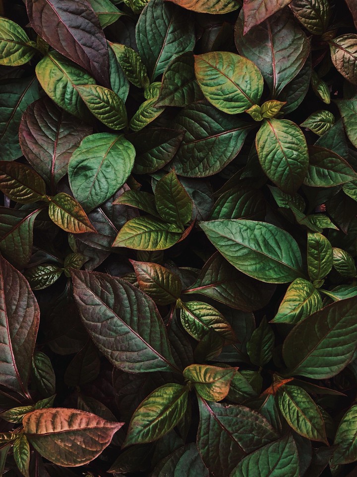 leaves