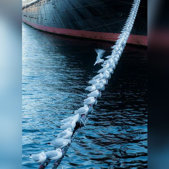 The chain