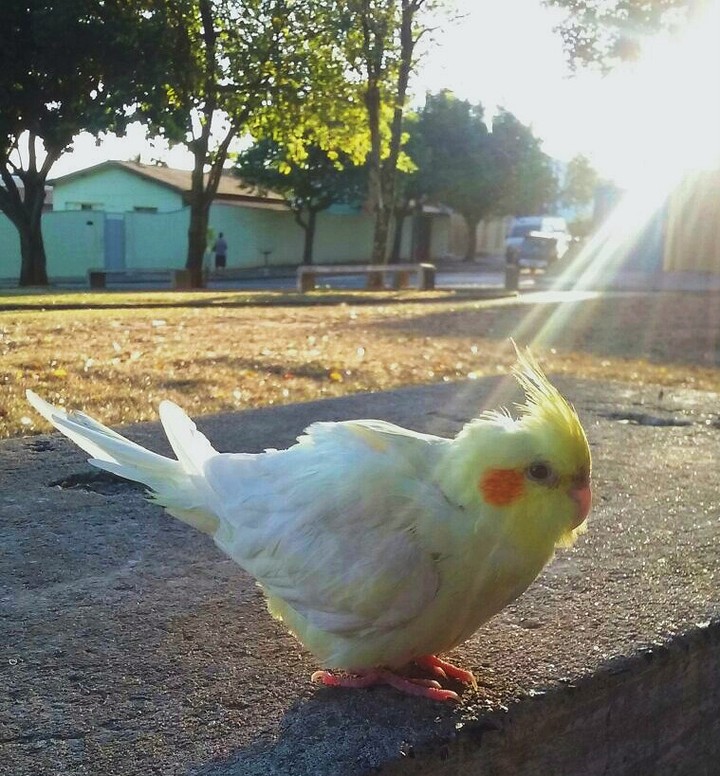 pipiu