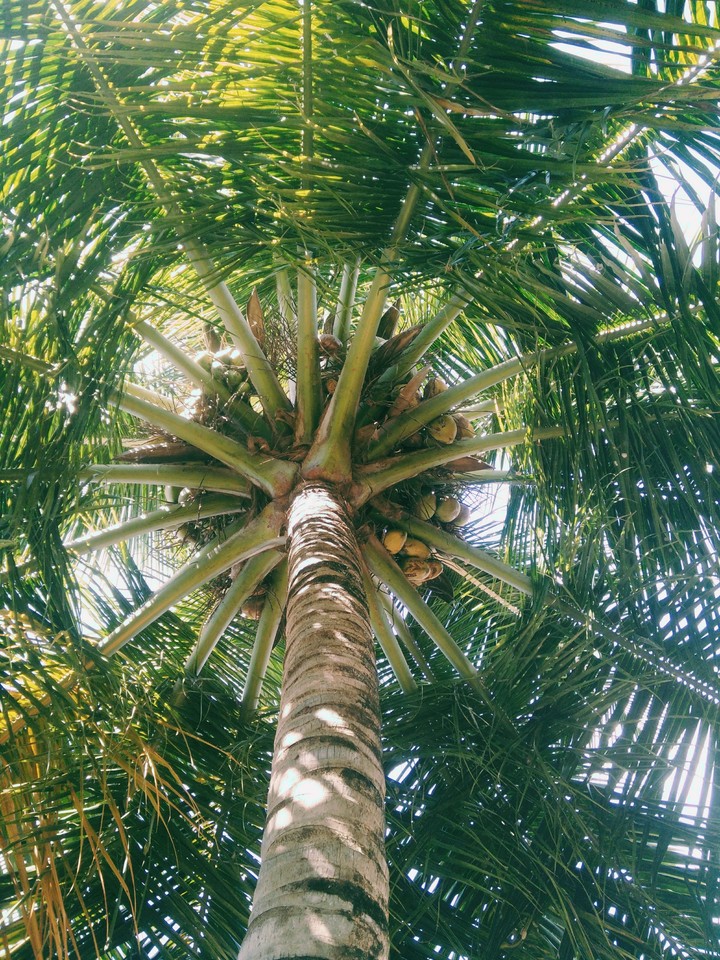 Coconut tree