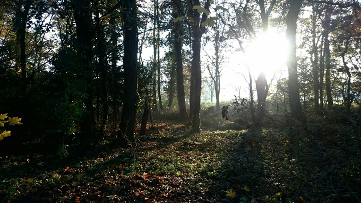 Autumn Sun