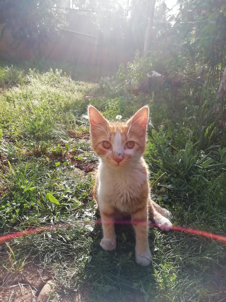cat happy