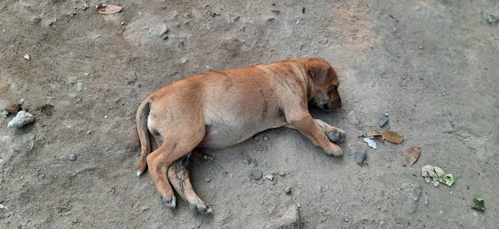 cute puppy