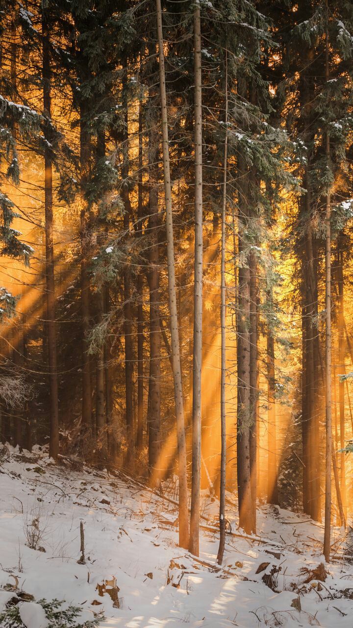 Sunbeam