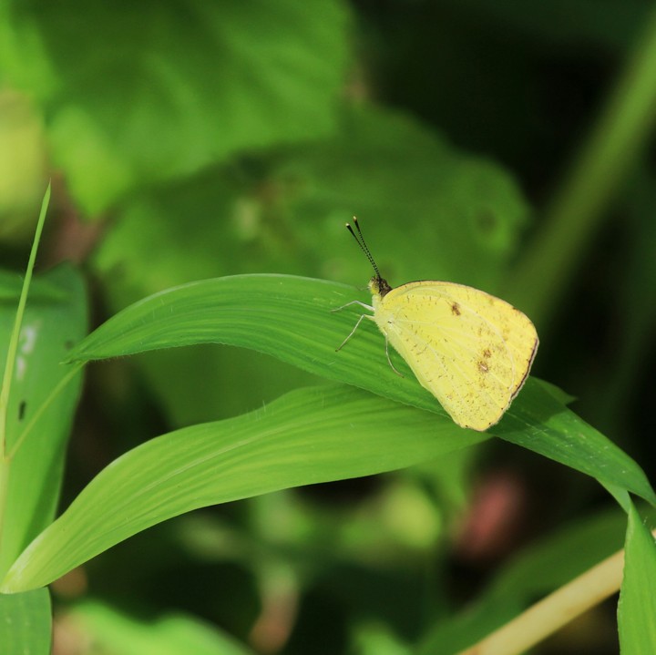A yellow butterfly