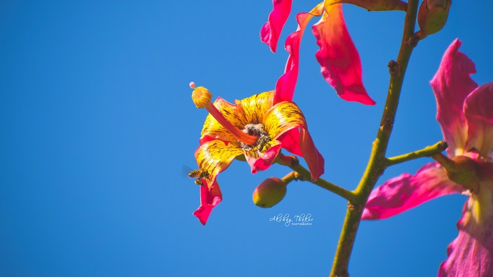 akshaythakurphotography