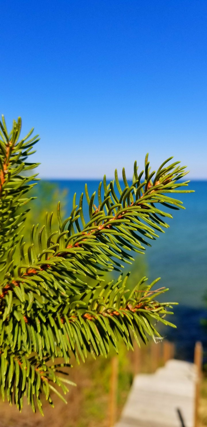 pine (different angle)
