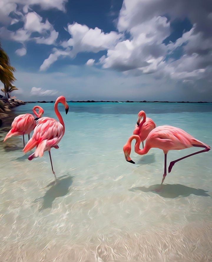 Flamingo