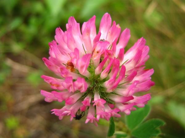 #trifolium pratensee